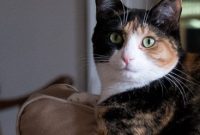 Luxie the Cat Relaxing on the Couch: Cozy Home Cat Moments