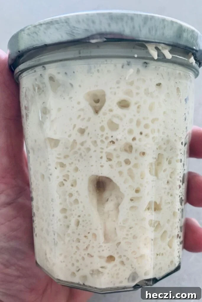 Boost your sourdough starter by keeping it at a lower hydration - this photo shows a jar of sourdough starter being held in a hand. It has large, deep bubbles up against the glass of the jar.