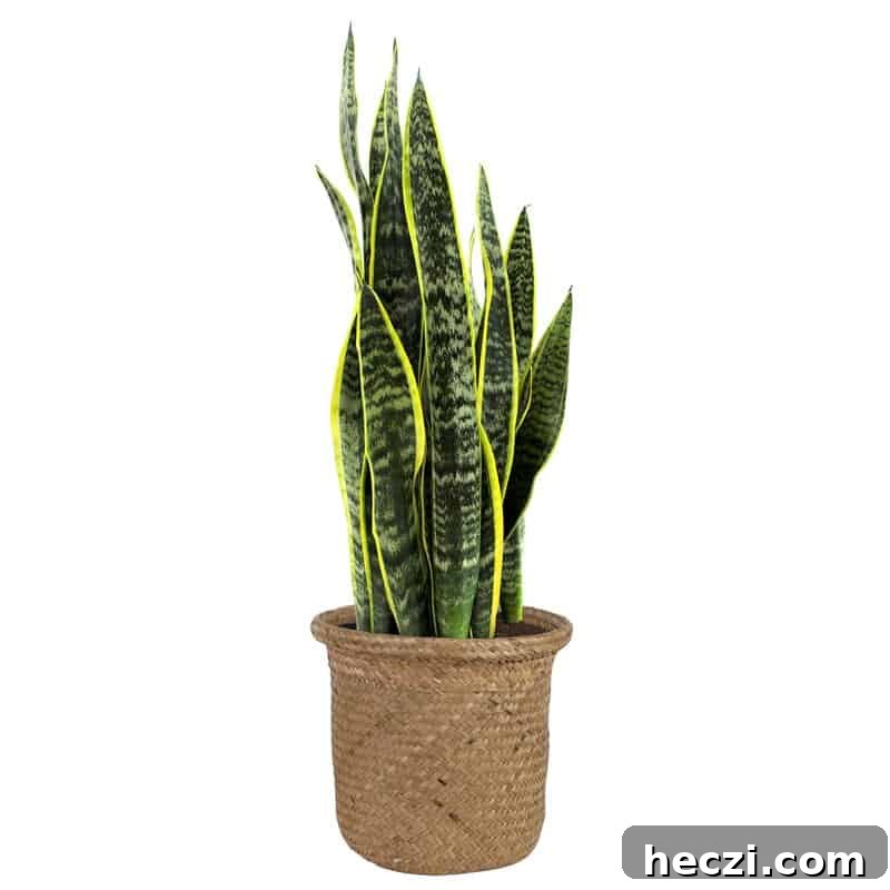 Modern Farmhouse Laundry Room Design Guide: Layouts, Storage & Decor 10 image of snake plant in pot
