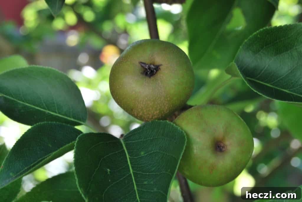 Pear tree