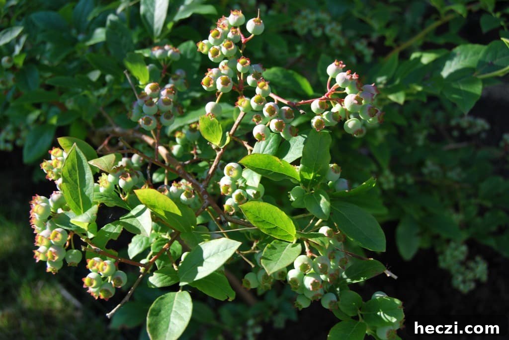 blueberry bush