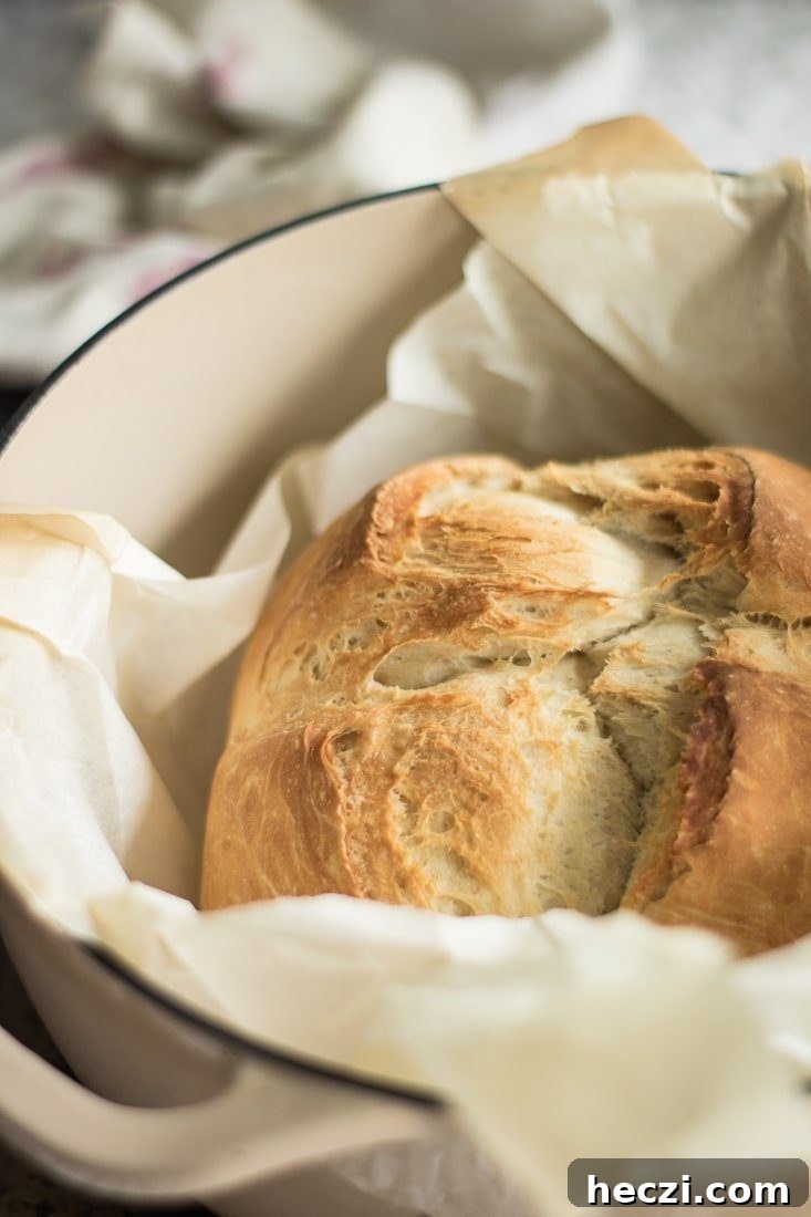 No-Knead Dutch Oven Beer Bread Recipe: Crispy Crust, Soft Inside 2 Baked beer bread inside a Dutch oven with parchment paper.