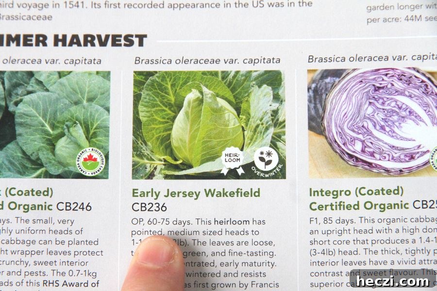 A seed catalog showing an early maturing variety of green cabbage