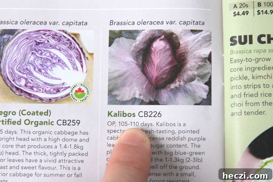 Purple cabbage variety in a seed catalog