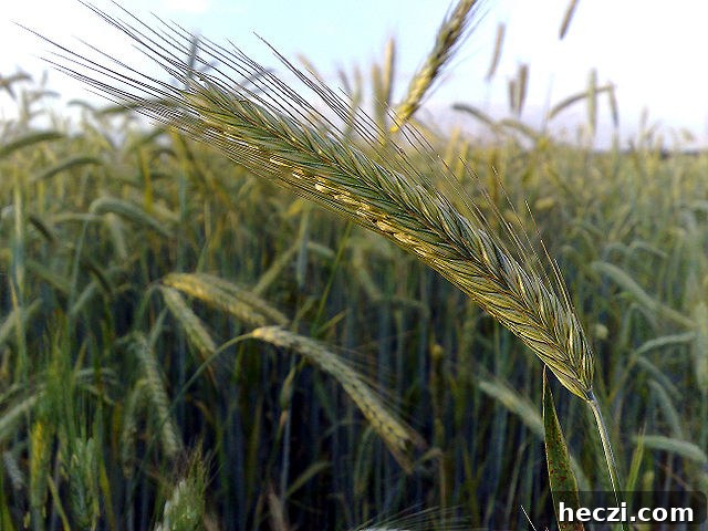 A Field of Rye